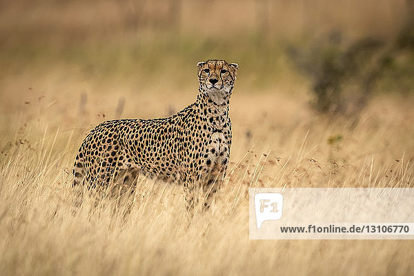 Gepard (Acinonyx jubatus) steht mit erhobenem Kopf im Gras  Maasai Mara National Reserve; Kenia