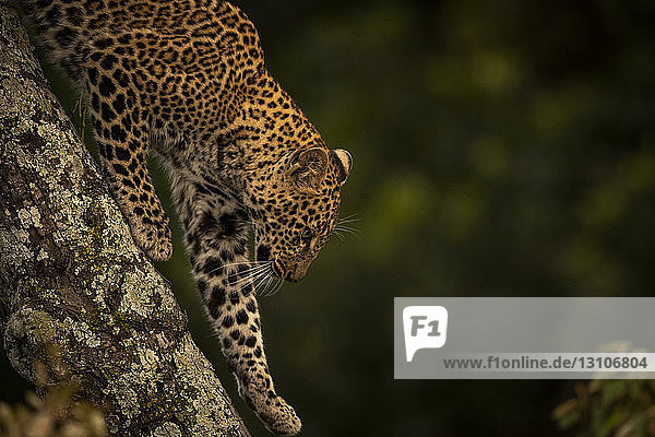 A leopard (Panthera pardus) walks down the lichen-covered branch of a tree. It has black spots on it's brown fur coat and is lifting it's paw to take another step  Maasai Mara National Reserve; Kenya