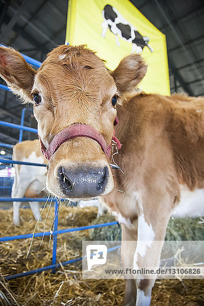 A young cow in a pen looks at the photographer at the Alaska State Fair; Palmer Alaska United States of America