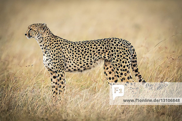 Gepard (Acinonyx jubatus) stehend im langen Gras im Profil  Maasai Mara National Reserve; Kenia