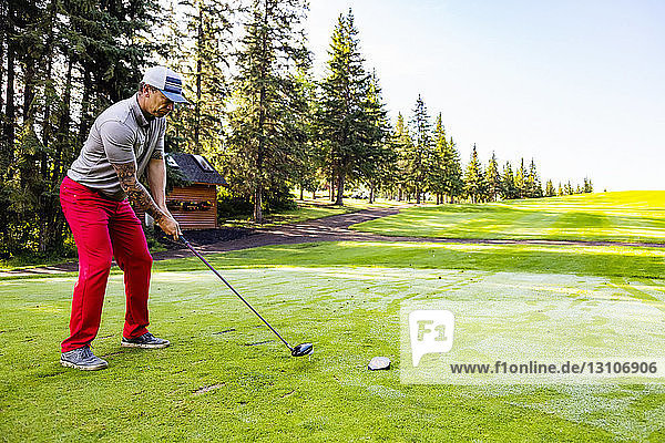 Ein männlicher Golfer bereitet sich auf seinen Abschlag vor  während er mit einem Driver den Ball am frühen Morgen über das Fairway eines Golfplatzes schlägt; Edmonton  Alberta  Kanada