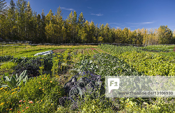 Rosenkohl und anderes Gemüse wachsen auf einem Feld an einem sonnigen Tag; Palmer  Alaska  Vereinigte Staaten von Amerika