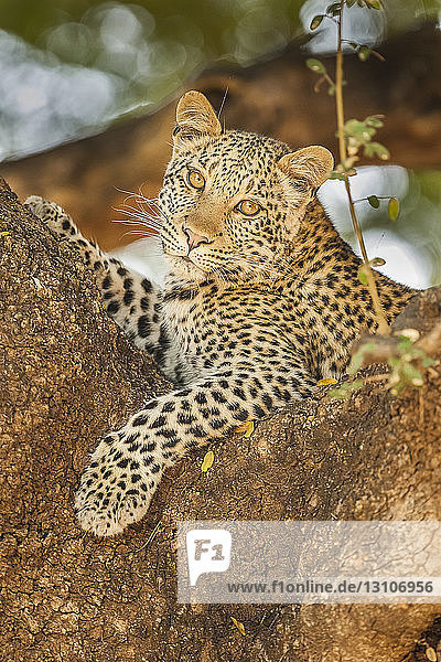 Leopard (Panthera pardus) in a tree  Mashatu Game Reserve; Botswana