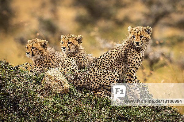 Gepardenjunge (Acinonyx jubatus) sitzen zusammen auf einem Hügel  Maasai Mara National Reserve; Kenia