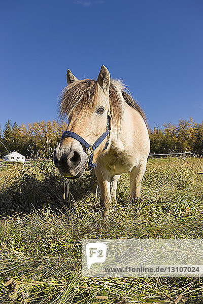 Horses stands looking at the photographer in a grassy field on a sunny day; Palmer Alaska United States of America
