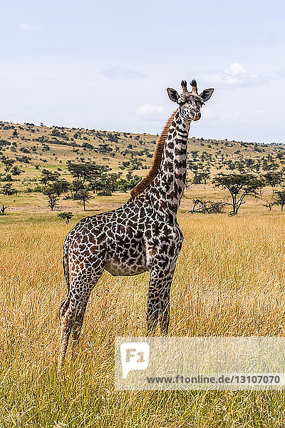 Junge Massai-Giraffe (Giraffa camelopardalis tippelskirchii) in der Savanne stehend und der Kamera zugewandt  Maasai Mara National Reserve; Kenia