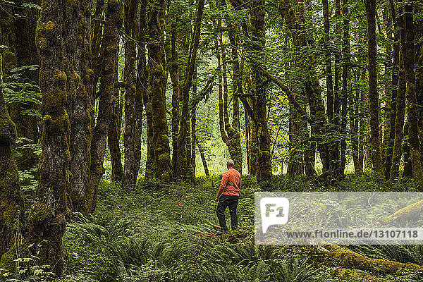 Ein Mann geht in einem Regenwald mit moosbewachsenen Bäumen und Farnen in der Nähe des Cowichan-Sees spazieren; British Columbia  Kanada