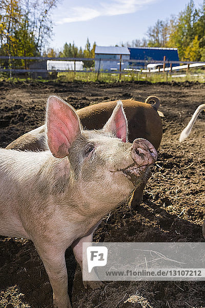 A pig (Sus scrofa domesticus) with a dirty snout stands in a muddy field; Palmer  Alaska  United States of America