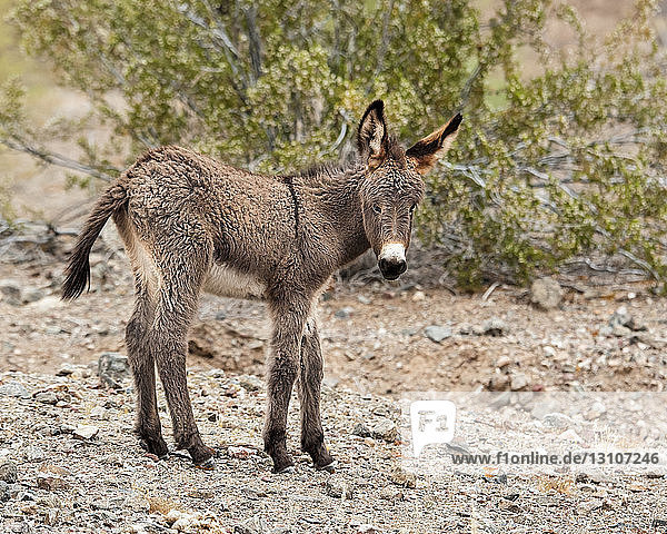 Junges Eselchen  Buckskin Mountain State Park; Arizona  Vereinigte Staaten von Amerika