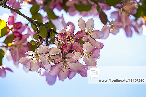 Nahaufnahme eines Büschels rosa Apfelblüten; Calgary  Alberta  Kanada