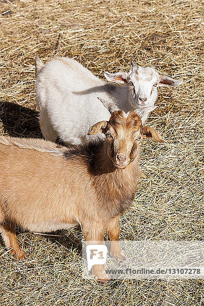 Two young goats (Capra aegagrus hircus) look inquisitively at the photographer; Palmer Alaska United States of America