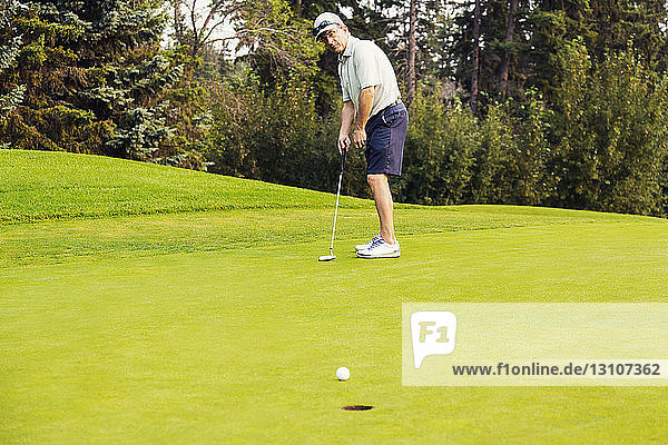 Ein erwachsener männlicher Golfer setzt einen Golfball auf einem Golfplatz gekonnt in ein Loch; Edmonton  Alberta  Kanada