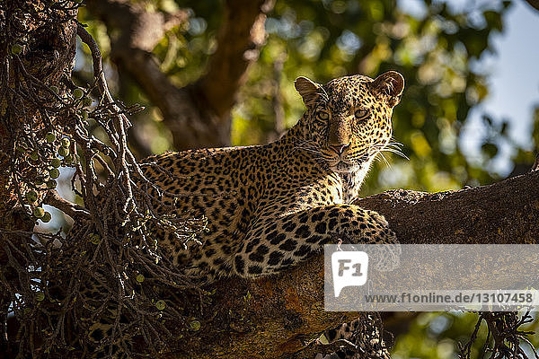 Close-up of leopard (Panthera pardus) lying in tree watchfully  Maasai Mara National Reserve; Kenya