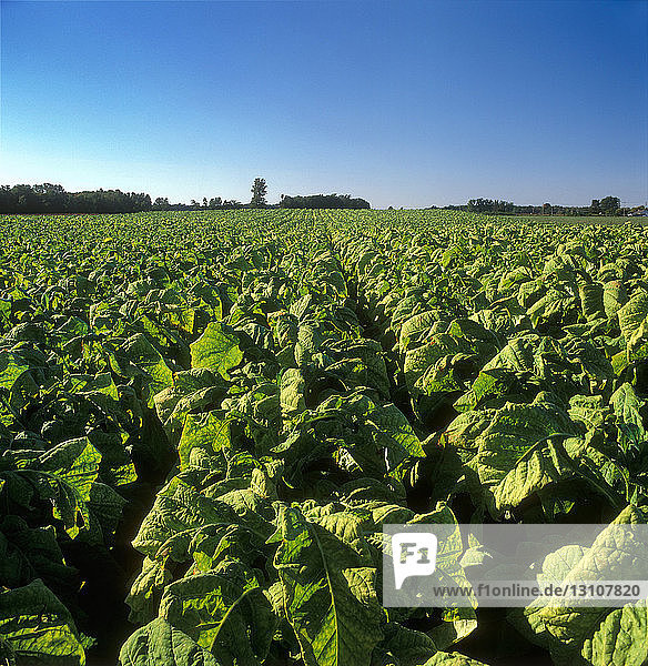 Agriculture - Large field of maturing Flue cured tobacco plants / Ontario Canada.