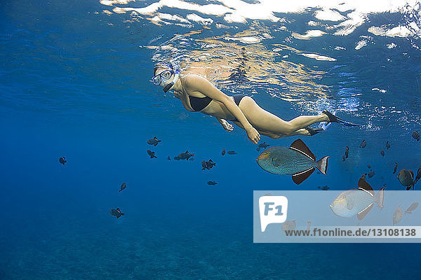 Eine junge Frau beim Freitauchen mit einem schwarzen Drückerfisch (Melichthys niger)  Molokini Marine Preserve vor der Insel Maui; Maui  Hawaii  Vereinigte Staaten von Amerika