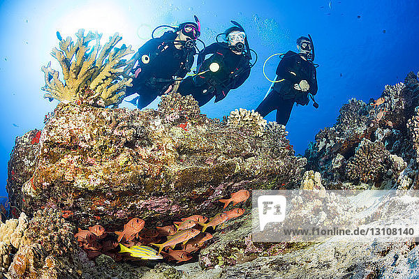 Divers and a school of shoulderbar soldierfish (Myripristis kuntee) along with goatfish and snapper; Hawaii  United States of America