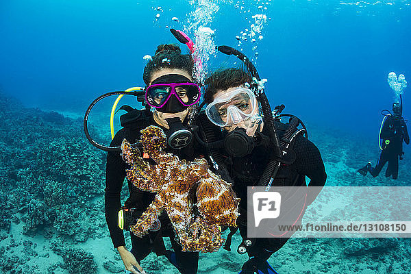 Vorsichtig und neugierig zugleich  behält dieser Tagkrake (Octopus cyanea) die Taucher genau im Auge; Hawaii  Vereinigte Staaten von Amerika