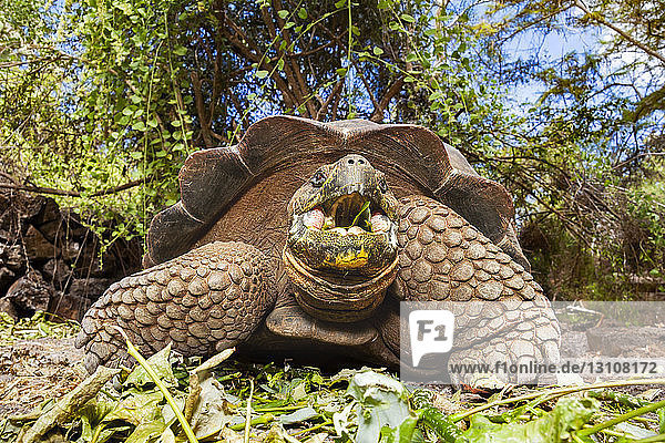 Giant tortoise (Chelonoidis nigra) are the largest living species of tortoise that can grow up to 880 pounds and reach more than 6 feet in length; Santa Cruz Island,  Galapagos Islands,  Ecuador