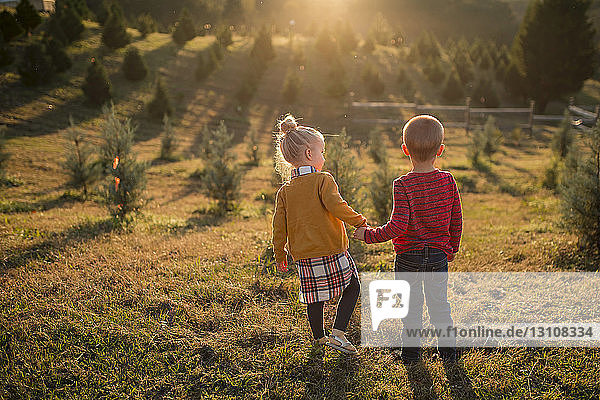 Rear view of siblings holdings hands while standing on grassy field during sunny day