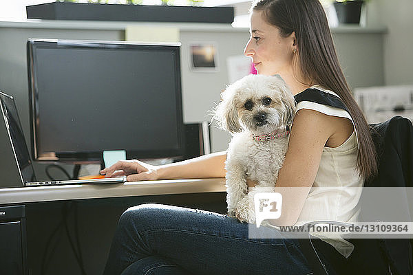 Portrait of dog being carried by businesswoman using laptop computer at desk in office