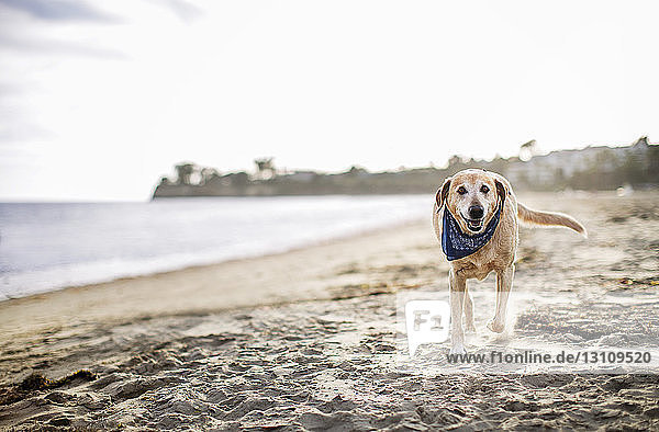Porträt eines Labrador Retrievers beim Spaziergang am Strand vor klarem Himmel