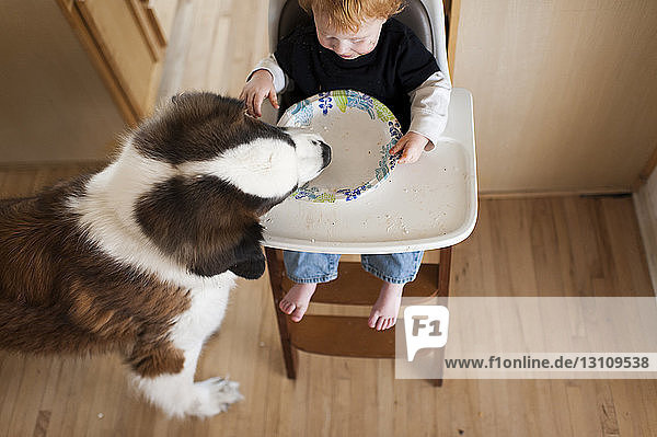 Hochwinkelaufnahme eines Hundes  der Essensreste auf einem Teller isst  der von einem kleinen Jungen gehalten wird  der zu Hause auf einem Hochstuhl sitzt