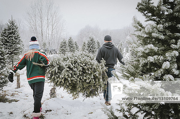 Rear view of couple carrying Christmas tree while walking in farm