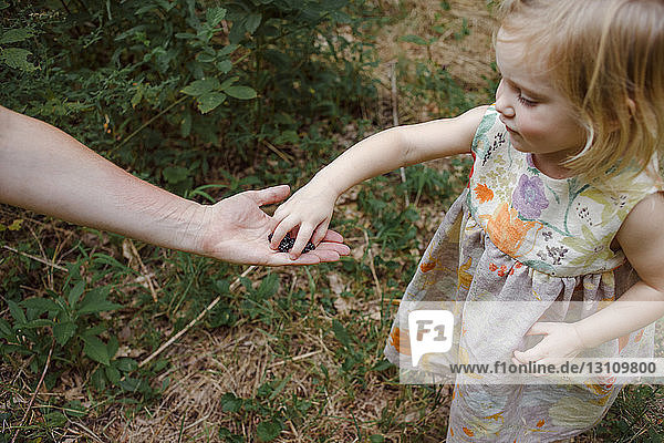 Cropped hand of mother giving berries to daughter standing in forest
