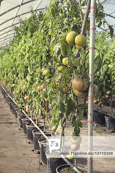 Tomaten  die im Gewächshaus wachsen