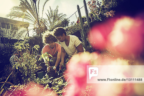 Couple planting vegetables in communal garden