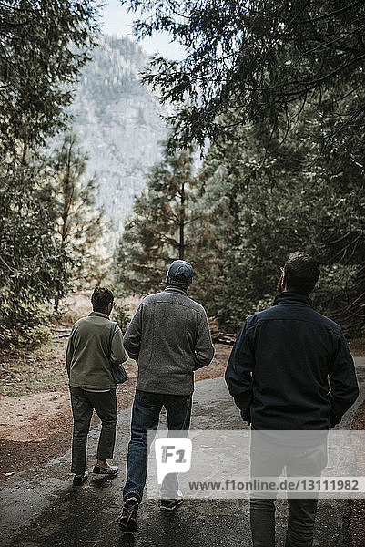 Rückansicht von Freunden  die auf einem Wanderweg inmitten des Waldes im Yosemite National Park spazieren