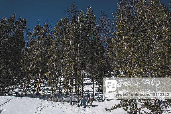 Mädchen steckt im Schnee auf Feld gegen Bäume fest
