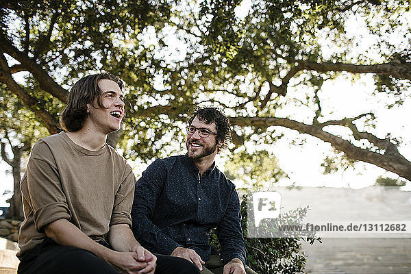 Niedriger Blickwinkel auf glückliche Brüder  die sich unterhalten  während sie im Park an Bäumen sitzen