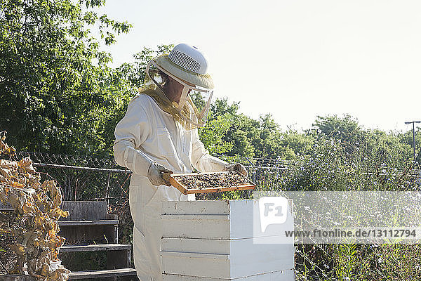Arbeitnehmerin in Schutzanzug bei der Untersuchung von Bienenstöcken in einem landwirtschaftlichen Betrieb