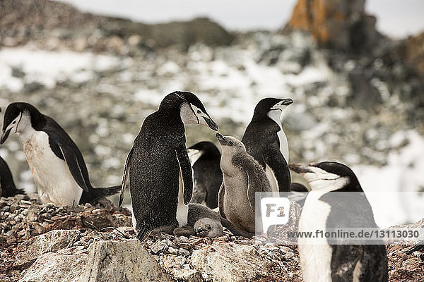 Pinguine stehen im Winter auf Felsen