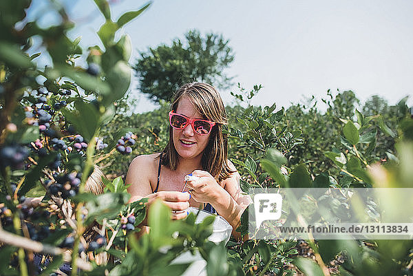 Frau mit Sonnenbrille beim Sammeln von Blaubeeren auf dem Bauernhof im Sommer