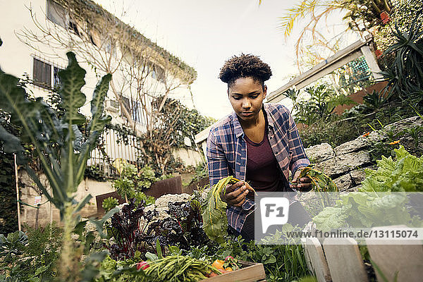 Junge Frau erntet frisches Gemüse auf Biobauernhof