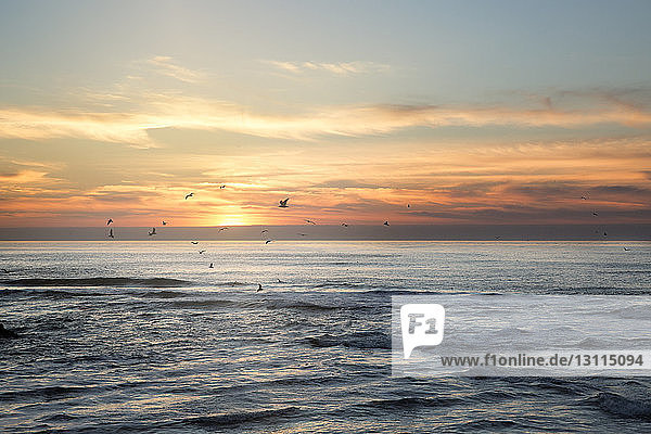 Scherenschnittvögel fliegen bei Sonnenuntergang über das Meer gegen den Himmel