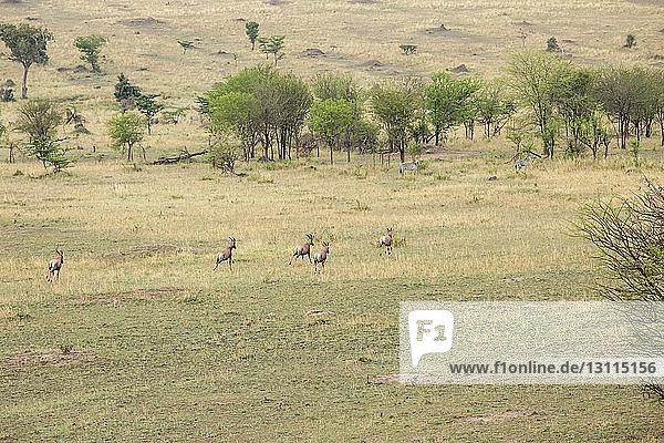 Hirsche laufen auf dem Feld im Serengeti-Nationalpark