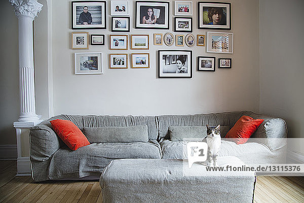 Katze sitzt auf Ottomane beim Sofa gegen Bilderrahmen an der Wand zu Hause