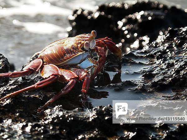Close-up of Sally lightfoot crab on wet rock