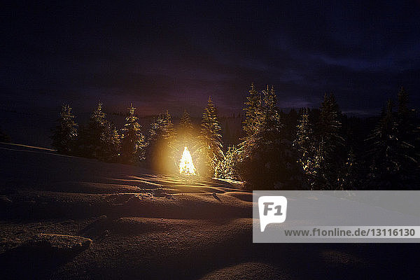 Beleuchteter Weihnachtsbaum auf verschneiter Landschaft gegen nächtlichen Himmel