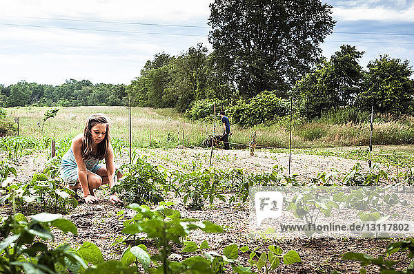Mädchen pflanzt  während der Bruder im Hintergrund im Gemüsegarten arbeitet