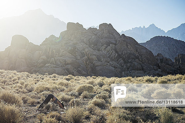 Seitenansicht einer Frau  die sich während der Yogapraxis auf dem Feld gegen Berge bei Sonnenschein beugt