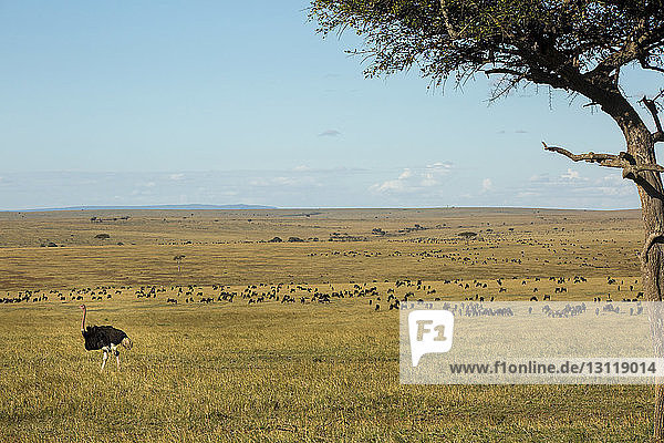 Strauß auf dem Feld im Serengeti-Nationalpark gegen den Himmel