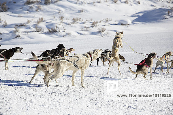 Hundeschlittenfahren auf schneebedecktem Feld