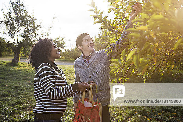 Man giving apple to wife while standing in orchard