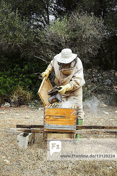 Imker versprüht Rauch im hölzernen Bienenstock auf dem Feld