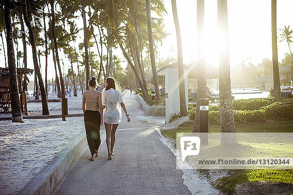 Rear view of friends walking on pathway amidst palm trees at beach during sunny day