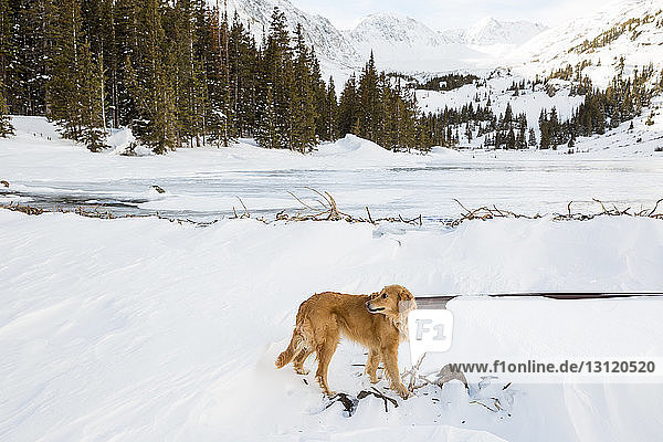 Golden Retriever auf schneebedecktem Feld